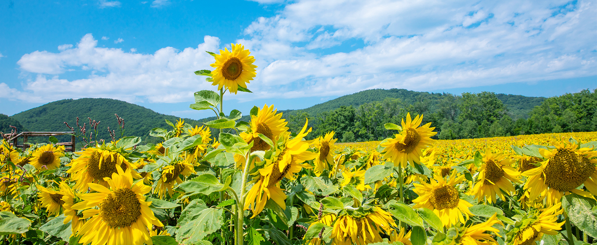 冰球突破豪华版下载app瓜子原料种植基地